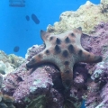 Spike- choc chip star on LR