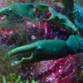 Emerald Mithrax crab