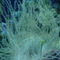 Curlicue anemone