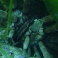 pencil urchin