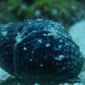 nassarius snail (black)