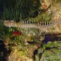 bristleworm