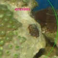erosion caused by zoa eating nudis