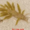 zoa eating nudibranch