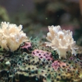 Xenia Baby Frags
