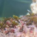 seaweed