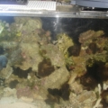250 gal