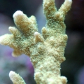 New Green Montipora Digi