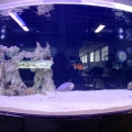 Fish Eye Shark Tank