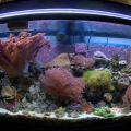 Tank Shot (Actinic+ and 11,000k bulb Only)
