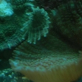 Shrooms with a pest?
