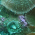 shroom_colony