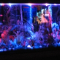 FRESHWATER TANK