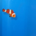 Clown fish