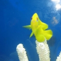 Lemon Peel Angel