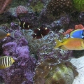 Picture_367