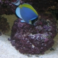 my powder blue tang