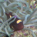 one of my clowns