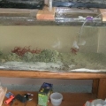 Refugium
