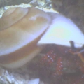 Big shell