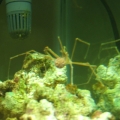 Arrow crab eating