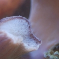 Eggs In Colt Coral?