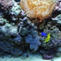 Jerry's Tank