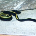 blue ribbon eel