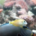 Orange Shoulder