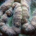 forum_size_1