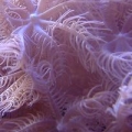 forum_size_2