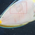 naso1
