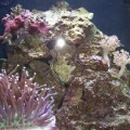 full_tank_shot