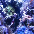 30g cube,  Eco system hob filter