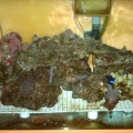 reef_tank_004