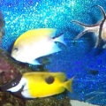 fish mix