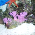 orange linkia