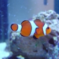 My Oscellaris Clownfish 1