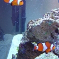 My Oscellaris Clownfish 2