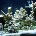 20 Gallon High