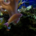 lyretail anthias