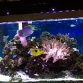 tank photo