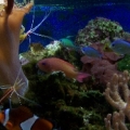 lyretail anthias