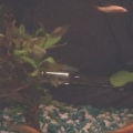 10 gallon fresh