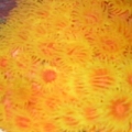 Sun Coral
