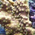 Yellow scroll