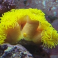 Yellow sun polyps