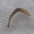 whatisit2