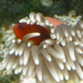 My new Red Saddleback Anemonefish