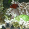 My new Red Saddleback Anemonefish